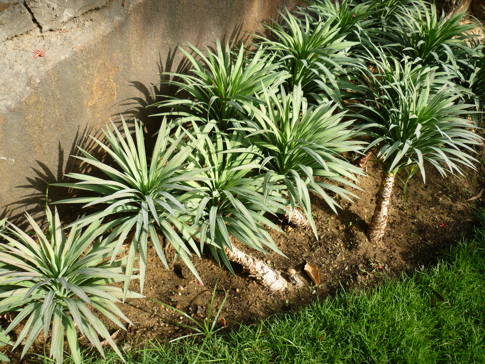 Yucca desmetiana